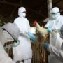 ΠΟΥ: «H μετάδοση της γρίπης των πτηνών σε ανθρώπους αποτελεί πηγή μεγάλης ανησυχίας»